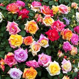 100+ Mixed Color Rose Seeds for Garden Planting 16 Varieties of Bush Perennial Shrub Heirloom Open Pollinated