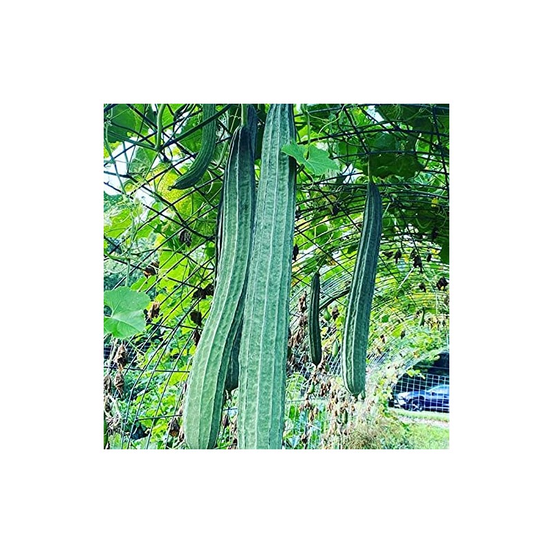 Luffa acutangula Sponge Angled Chinese Okra Ridged Gourd Sinkwa Silky