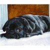 CafePress Resting Black Pug Puppy Rectangle Magnet, 3"x2" Refrigerator Magnet