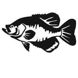 Express Yourself Products Black Crappie (Black - Facing as Shown - Medium) Decal Sticker - Freshwater Fish Collection