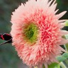 50pcs Pink Pooh Sunflower Seeds - Unique Pink Blooms, Non-GMO,