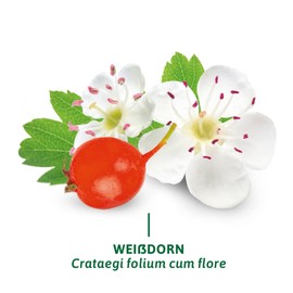 Bad Heilbrunner Hawthorn Tea - Medicinal Tea in Filter Bag - Hawthorn Leaves & Flowers - Heart Strengthener from Tradition - Promotes Blood Circulation and Circulation (12 x 8 Filter Bags)