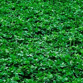 500 Alfalfa Cover Crop Seeds for Planting Non GMO Heirloom Seeds Fresh Garden Seed