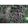 Fiesta Studios Treant Face Wall Plaque Large Garden, Greenman Decorative