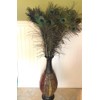 Lamplight Feather Peacock Feathers, Natural, 35-40 inch Long per 25