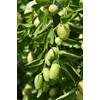 US Organic Jojoba Oil, USDA Certified Organic,100 Pure Natural, Cold