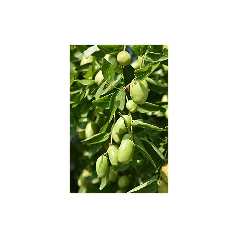 US Organic Jojoba Oil, USDA Certified Organic,100 Pure Natural, Cold