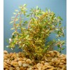 Unbranded Vietnamese Rotala (Rotala Vietnam) Bunch