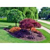 sunshine master Live Japanese Red/Green Maple Bloodgood Tree Well Rooted