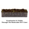 BENPIN Wooden Cat Grass Planter (no Seeds Included) with Anti