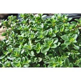 Lemon Thyme, 1 Live Plant in 3.5" Pot