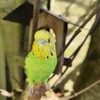 Vivid Arts - Budgies Garden Ornament Bird Sculpture (Budgie, Green)