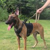 ICEFANG Short Dog Leash 25Inch Reflective Nylon Traffic Leash with
