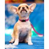 Reflective Dog Collar with Buckle Adjustable Safety Nylon Collars for