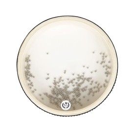 Alnicov 6 inch Sea Wave Drum Wave Bead Ocean Drum Transparent Jingles Percussion Gift Musical Educational Toy Instrument