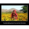 Daana Organic Mustard/Rapeseed Oil for Skin: Extra Virgin, Cold Pressed