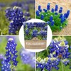 Texas Bluebonnet Wildflower Seeds - Bulk 1/2 Ounce Packet -