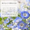 Seishin Pottery Home Garden Easy Cultivation Kit Nemophila Indoor Flower