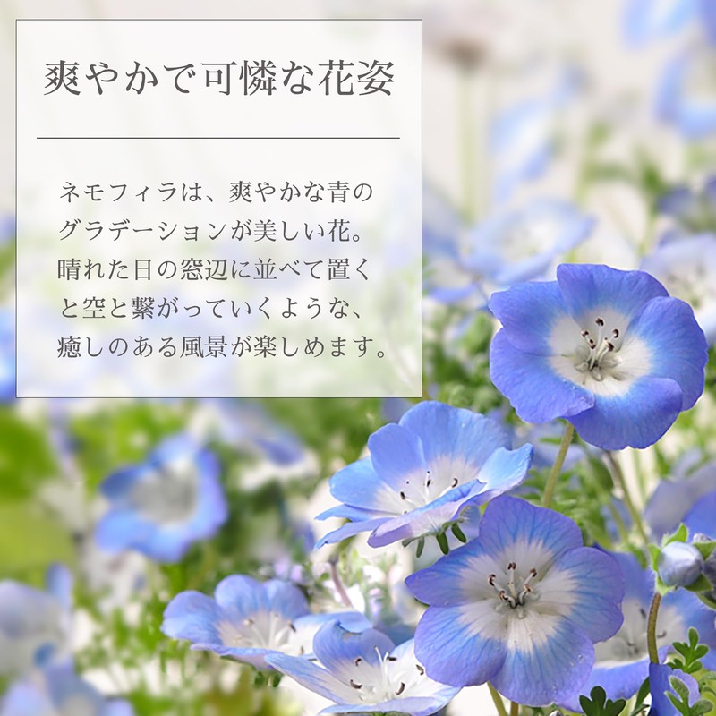 Seishin Pottery Home Garden Easy Cultivation Kit Nemophila Indoor Flower