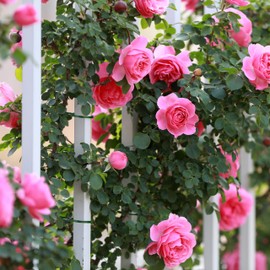 Relaxdays Plant Ties, Set of 200, 23 cm, Adjustable Plant Holders, Reusable, Fastening Plants, Green