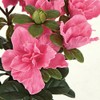 SilksAreForever 14" UV-Proof Outdoor Artificial Azalea Flower Bush -Pink (Pack