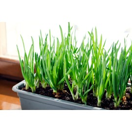 Red Baron Red Onion Sets, 8 oz, Non-GMO Bulbs, 50-60 Count Stargazer Perennials