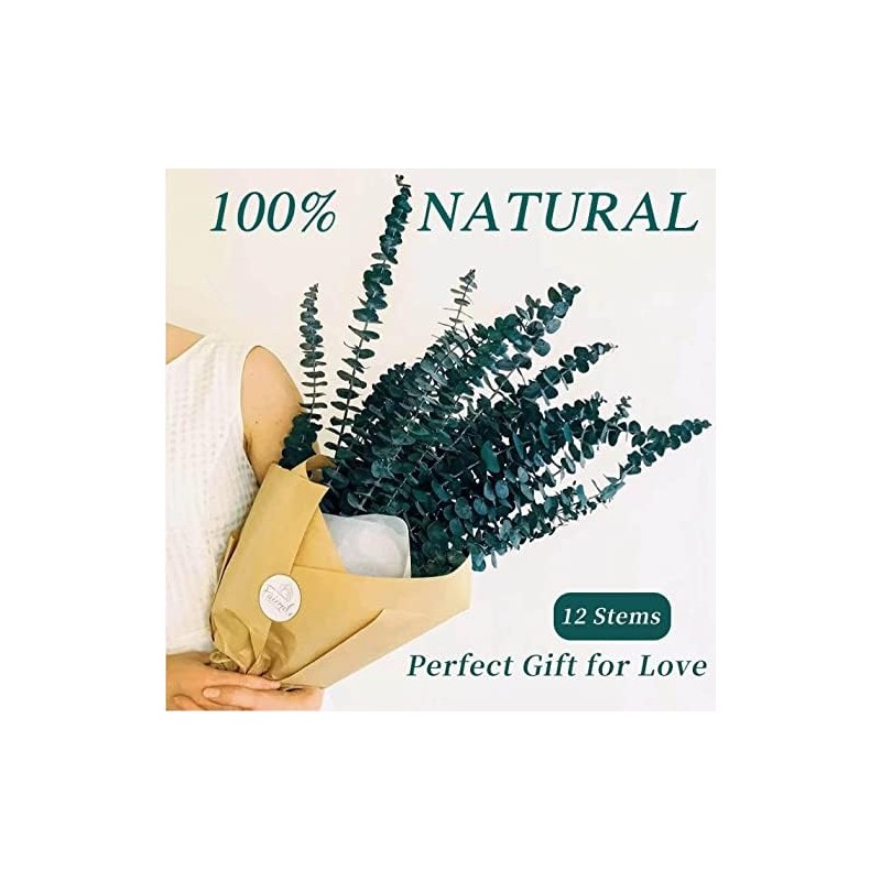 Sepper Eucalipto Real Preservado, 45cm 100% Natural Ramo de Eucalipto