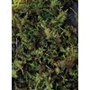 Living Mixed Moss Loose Chunks! for terrariums, Bonsai and kokedamas