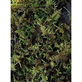 Living Mixed Moss Loose Chunks! for terrariums, Bonsai and kokedamas 12-16 Ounce
