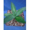 Crazy H Cactus Agave potatorum "Spawn" Starter Plants! FINALLY AVAILABLE!!