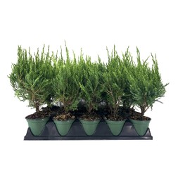 Sea Green Juniper - 15 Live 4 Inch Pots - Juniperus Chinensis - Drought Tolerant Cold Hardy Evergreen Border Screening Plant