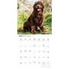 Carousel Calendars, Newfoundlands 2026 Wall Calendar, 12'' X 12'', 16-Month
