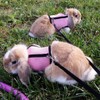 PETTOM Bunny Rabbit Guinea Pig Harness Stretchy Elastic Leash Cute