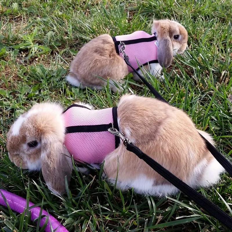 PETTOM Bunny Rabbit Guinea Pig Harness Stretchy Elastic Leash Cute