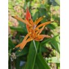 Parrot's Beak Heliconia psittacorum Live Plant Orange Rooted