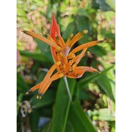 Parrot's Beak Heliconia psittacorum Live Plant Orange Rooted