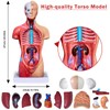 breesky Human Heart Torso and Skeleton 3D Model Study Tools