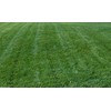 Titan Rx Turf Type Tall Fescue Grass seed - 10