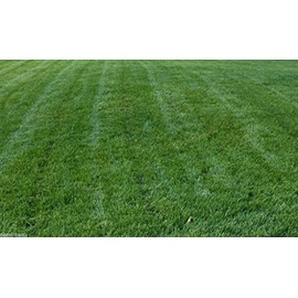 Titan Rx Turf Type Tall Fescue Grass seed - 10 Lb.