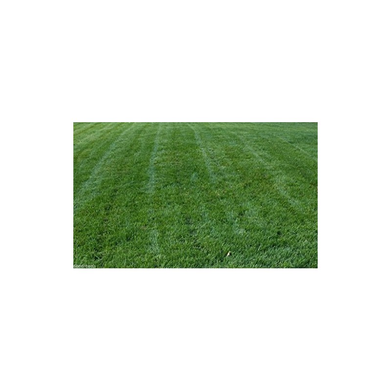 Titan Rx Turf Type Tall Fescue Grass seed - 10
