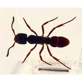 44mm Real Tropical Giant Ant in Crystal Clear Lucite Resin Specimen Preserved Pseudoneoponera Rufipes Insect Taxidermy Crafts Collection for Biology Science Education Desk Ornament Display Supplies