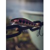 Rapala Esca di pesca esca d'élite, 1, CDE35, Gilded Rainbow