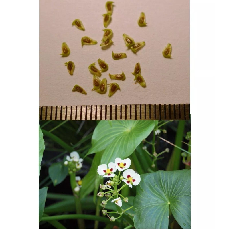 50 Sagittaria montevidensis SEEDS- Giant Aztec Arrowhead - Aquatic Pond