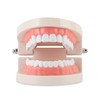 Standard Dental Teeth Model, Child Teeth Teaching, Adult Typodont Demonstration