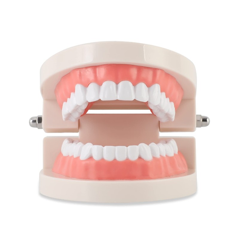 Standard Dental Teeth Model, Child Teeth Teaching, Adult Typodont Demonstration