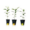 Calamondin Orange Tree - XL. Citrus mitis. 6" - 10"