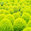 3000+ Seed Kochia Trichophylla Burning Bush Foliage Seed for Planting