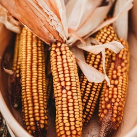 Greenfield Dent Corn - 4oz Bulk (~350 Seeds) - Improved Open Pollinated Variety, Non-GMO, Heirloom Yellow Dent Corn Seeds for Planting in The Home Garden, Thresh Seed Company