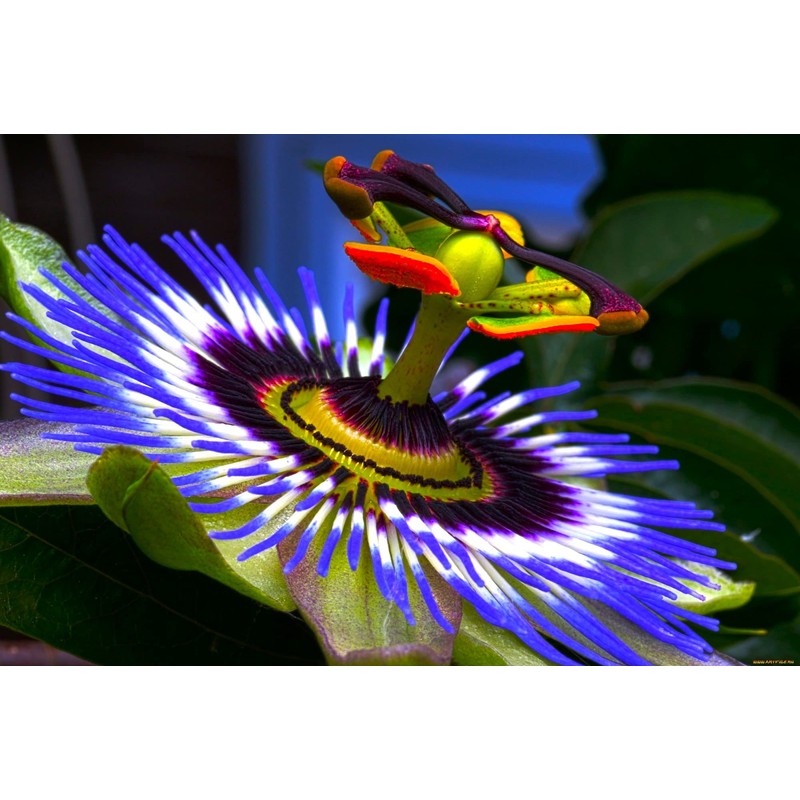 Unique Exotic Passion Flower Passionflower 10 Seeds for Planting Non-GMO