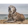 Handmade Seashell Dog Collar, Fasionable Natural Novility Origional Coastal Beach